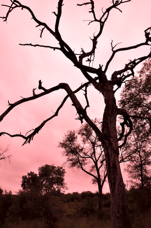 Melanie Heinrich - travel images - Lion Sands Private Game Reserve